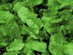 Plan de betteraves sucrières