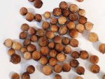 Coriandrum sativum micropcarpum