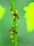 Fourmis récupérant le miellat de pucerons