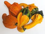 Coloquintes