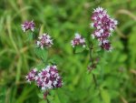 Pied de marjolaine en fleurs dans un pré