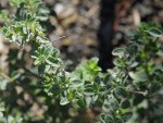 Marjolaine (Berkeley botanical garden)