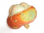Potiron turban