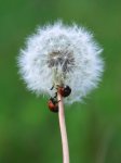 Coccinelles sur pissenlit