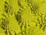 Chou romanesco