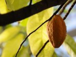 Cabosse de cacaoyer