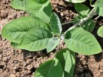 Sauge (Salvia officinalis)