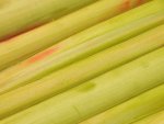 Rhubarbe pelée