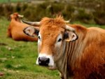 Race Aubrac