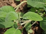Sauge (Salvia officinalis)