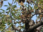 Amandier portant des amandes