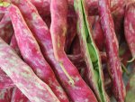 Haricots coco