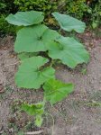 Pied de courge