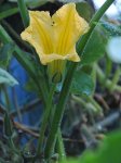 Fleur de courge