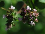 Fleurs de marjolaine