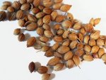 Coriandrum sativum macrocarpum