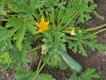 Pied de courgette