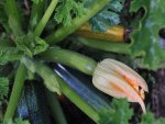 Fleur de courgette