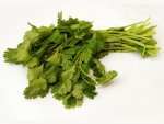 Bouquet de coriandre fraîche