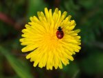 Coccinelle sur capitule de pissenlit