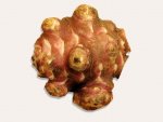 Tubercule de topinambour