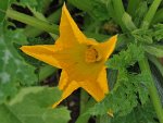 Fleur de courgette