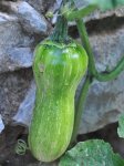 Jeune courge