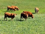 Race Aubrac