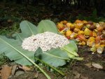 Fèves tout juste extraites de la cabosse, qu'on appelle cacao gomme